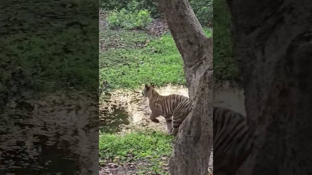 #tiger
