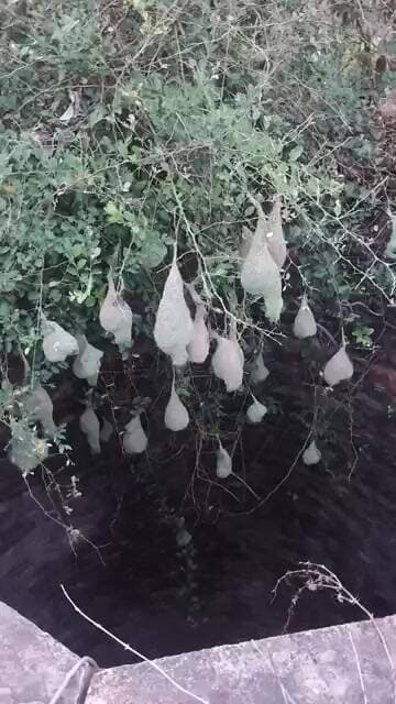 ईश्वर ने बनाकर भेजे हैं बड़े बड़े ऐसे इंजीनियर पक्षी के रूप में