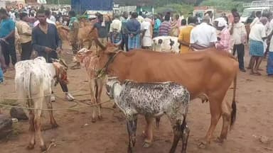 திருப்பத்தூர்: மட்றப்பள்ளி வார சந்தையில் 90 லட்சம் ரூபாய்க்கு விற்பனையான மாடுகள் ஆடுகள் கோழிகள்