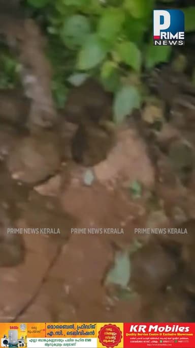 പത്തനംതിട്ട ളാഹയിലും കോന്നിയിലും കാട്ടാന ആക്രമണം | PRIME NEWS KERALA