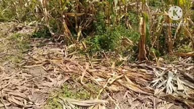 নগাঁও: বঢ়মপুৰ শুকানজুৰিত বন্যহস্তীৰ উপদ্ৰৱ,বন্য হস্তীৰ এটা দলে তহিলং কৰিলে কৃষি উদ্যান