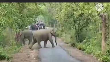 उदयपुर धरमजयगढ़: बरभौना और एडू के बीच हाथियों का दल सड़क पर आया, रोड क्रॉस कराने के लिए दोनों ओर वाहनों को रोका गया, दल में शावक भी शामिल