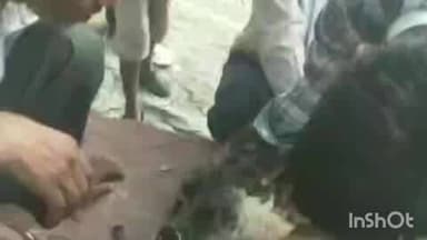 मनिया: राष्ट्रीय पक्षी मोर को लगा करंट, ग्रामीणों ने किया बचाव