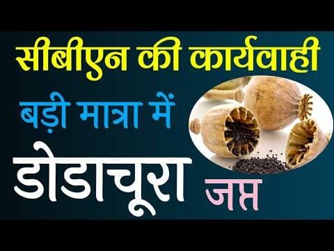 सीबीएन की कार्यवाही | बड़ी मात्रा में डोडाचूरा जप्त #cbn_ki_karyvahi #dodachura #chittorgadh #ndpsact