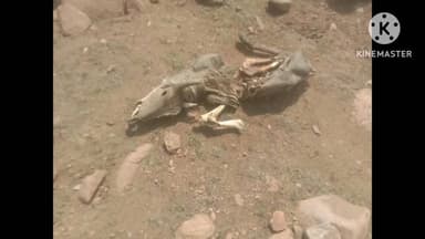 शिवपुरी: अमोल सबरेज के जंगल में मिले नीलगायों के कंकाल, जांच की मांग