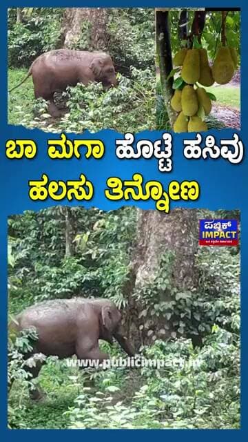 ಬಾ ಮಗಾ ಹೊಟ್ಟೆ ಹಸಿವುಹಲಸು ತಿನ್ನೋಣ ಏಯ್,ಬನ್ರೋ ಹೋಗೋಣ ಮೂಡಿಗೆರೆಯ,ಮಣ್ಣಿಕೇರೆಯಲ್ಲಿಕಾಡಾನೆ ಬೀಡು