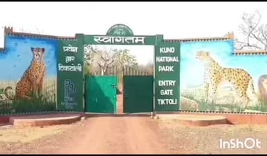 कराहल: कूनो में मादा चीता केजीपी 11 घायल, पालपुर केंद्र में उपचार जारी,27 माह की भारतीय मूल की चीता पहाड़गढ़ क्षेत्र में थी घायल