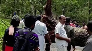 விளவங்கோடு: சானல்கரை பகுதியில் மரம் முறிந்து விழுந்து மின் கம்பங்கள் சேதம். போக்குவரத்து பாதிப்பு
