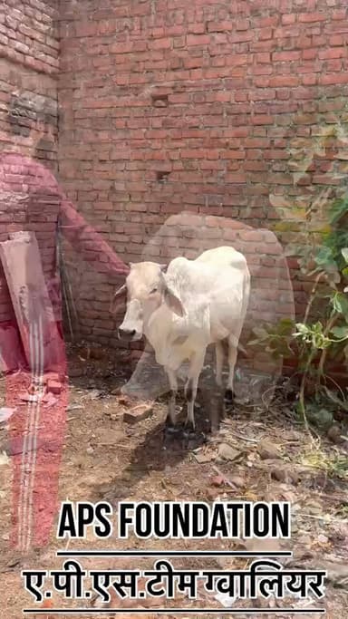 दुनिया लगी पड़ी है लोगो को गिराने में हम लगे पड़े है इंसानियत को बचाने में..!
Respect Girls help poor help animals
#apsgurjar #help #gwalior