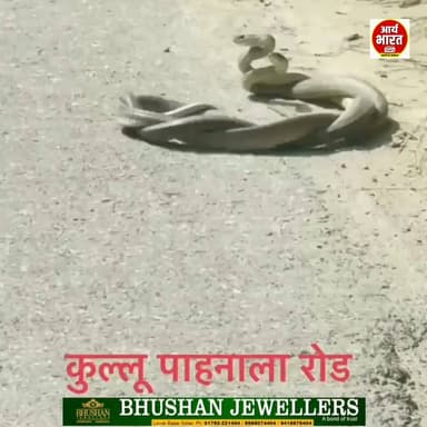 🐍 कुल्लू जिला के पाहनाला सड़क पर सांप के जोड़े की अनोखी अठखेलियाँ कैमरे में कैद! 😲
एक साथ इस तरह सांपों के जोड़े को देखना बेहद दुर्लभ माना जाता है। कुछ लोग इसे शुभ संकेत मानते हैं तो कुछ इसे केवल प्रकृति का अद्भुत नज़ारा कहते हैं। आपकी क्या राय है? 🤔
#Kullu #HimachalPradesh #SnakeCouple #ViralVideo #NatureLovers #TrendingNow