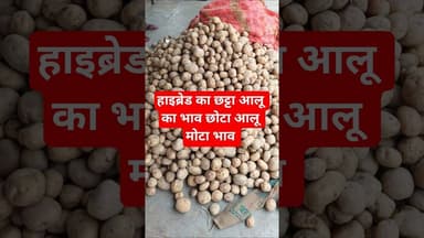 हाइब्रेड का छट्टा आलू का भाव छोटा आलू मोटा भाव #aalukabhav