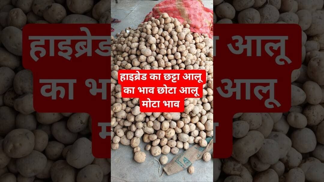 हाइब्रेड का छट्टा आलू का भाव छोटा आलू मोटा भाव #aalukabhav