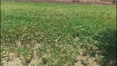 चौरई: चौरई में ग्रीष्मकालीन उड़द और मूंग समर्थन मूल्य पर बेचने के लिए किसानों से पंजीयन कराने की प्रशासन ने की अपील