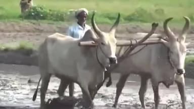 சிவகங்கை: பயிர்க் கடன் தள்ளுபடி: அரசாணை வெளியாகாததால் விவசாயிகள் எதிர்பார்ப்பு