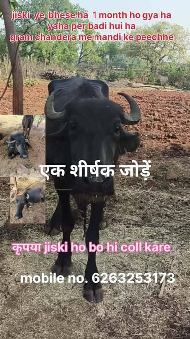 jiski bhese hirani ho bo coll kare