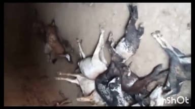 बेमेतरा: खण्डसरा में अज्ञात जानवर का आतंक, 18 बकरियों और एक खरगोश की मौत, पशु विभाग की लापरवाही पर ग्रामीणों का फूटा गुस्सा