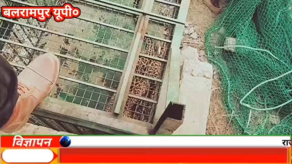 बनकटवा रेंज क्षेत्र के करमैती परसा गांव में पुलिया में छिपा तेंदुआ तीन घंटे रेस्क्यू के बाद पिंजरे में कैद, ग्रामीणों ने ली राहत की सांस।
देखें पूरी खबर।👇👇
#upnewsउत्तरप्रदेशबलरामपुर #बनकटवारेंज #करमैतीपरसा
#Balrampur #LeopardRescue #ForestDepartment #तेंदुआ #दहशत #BreakingNews #Wildlife #UPNews #Laliya #WTI #BalrampurNews 🐆🚔🌳