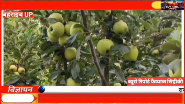 🍎 क्या आपने कभी सोचा था कि बहराइच में कश्मीर के सेब उग सकते हैं?
उत्तर प्रदेश के बहराइच जनपद के जरवल कस्बे के निवासी रिजवान ने अपनी मेहनत, लगन और जुनून से इस सपने को हकीकत में बदल दिया है। जिस सेब की खेती को लोग केवल कश्मीर तक सीमित मानते थे, आज वही लाल-लाल सेब जरवल की धरती पर लहलहा रहे हैं।
पेड़ों पर आए फलों ने यह साबित कर दिया है कि अगर सीखने और कुछ नया करने का जज़्बा हो, तो कोई भी लक्ष्य असंभव नहीं होता। रिजवान और ताजु मंसूरी की यह पहल पूरे क्षेत्र के किसानों के लिए प्रेरणा बन गई है।
क्या सच में बहराइच का जरवल "मिनी कश्मीर" बन गया है? वीडियो देखिए और अपनी राय कमेंट में जरूर बताइए।
📍 स्थान: जरवल, बहराइच (उत्तर प्रदेश)
#Bahraich #Jarwal #AppleFarming #KashmirApple #MiniKashmirRizwan