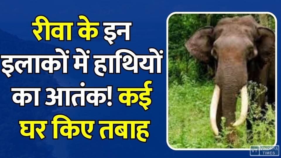 रीवा में फिर हाथियों का आतंक,इन इलाकों में अलर्ट जारी, कई घर किए तबाह
#vindhyatimes #rewanews #satnanews #shahdolnews #sidhinews #annupurews #umariyanews #singraulinews #naigarhinews #news #mpnews #hindinew #live #bhopal #indore #newsupdate #newslive #RewaNews #ElephantTerror #Rewa #WildElephants #Mauganj #MPNews #BreakingNews #ElephantAlert #ForestDepartment #WildlifeNews #TrendingNews #RewaUpdate #LatestNews #IndiaNews #ViralNews
