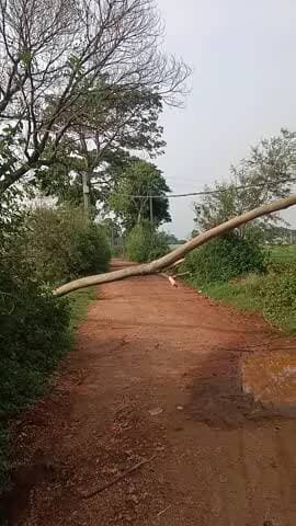 Dhamnatand Chaitanya international School ke paas Rod me Kal 4 tarikh Raat Bhari Aandhi barish aaya jismein ek ped Tut