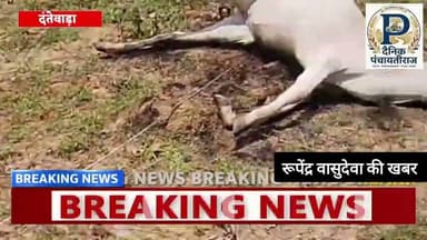 Dantewada |आकाशिय बिजली गिरने से 7 मवेशी की मौत आक्रोश | #chhatisgrah