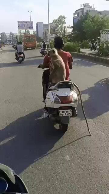 ಸ್ಕೂಟರ್ ಹಿಂಬಾಗದಲ್ಲಿ ಕೂತು ಪ್ರಯಾಣಿಸಿದ ಮಂಗಣ್ಣ ,ಸೋಶಿಯಲ್ ಮೀಡಿಯಾ ತುಂಬಾ ವಿಡಿಯೋ ವೈರಲ್!