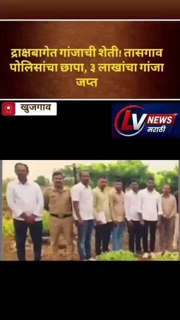 द्राक्षबागेत गांजाची शेती! तासगाव पोलिसांचा छापा, ३ लाखांचा गांजा जप्त