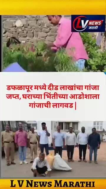 डफळापूर मध्ये दीड लाखांचा गांजा जप्त, घराच्या भिंतीच्या आडोशाला गांजाची लागवड |