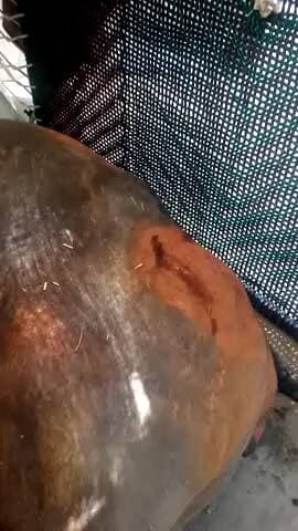 Lakhimpur Jila meganganj ke pass chauhanpur hai vahan per Bhains per hi hai Poochho Singh ke doctor a Nahin chauhanpur 1