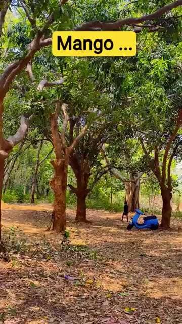 ଦେଶୀ ଆମ୍ବର ସ୍ୱାଦ ହିଁ ଅଲଗା 🥭❤️ #shorts #shortsfeed #mango #raga #ragaofrevenge #trending #viral