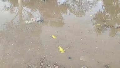 डीडवाना में पहली बारिश के बाद अनोखा नजारा: सड़कों पर उतरे चमकीले 'पीले मेंढक #live #viral #medhak