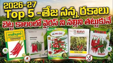 #TOP-5 Teja segment #తేజ సన్న రకాలు #mirchi #chili #teja