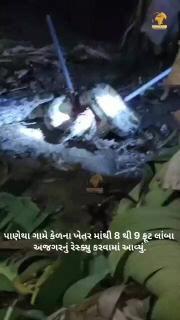 ઝઘડિયા તાલુકાના પાણેથા ગામે કેળના ખેતર માંથી 8 થી 9 ફૂટ લાંબા અજગરનું રેસ્ક્યુ કરવામાં આવ્યું.