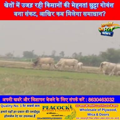 खेतों में उजड़ रही किसानों की मेहनत! छुट्टा गोवंश बना संकट, आखिर कब मिलेगा समाधान? #Badaun #KoliVillage #ChhuttaPashu #FarmerCrisis #KisanDard #ViralNews #GroundReport #CropDamage #Gaushala #BadaunNews सत्यमेव भारत न्यूज Vikendra Sharma Er Rana Pratap Singh Anirudha Mishra