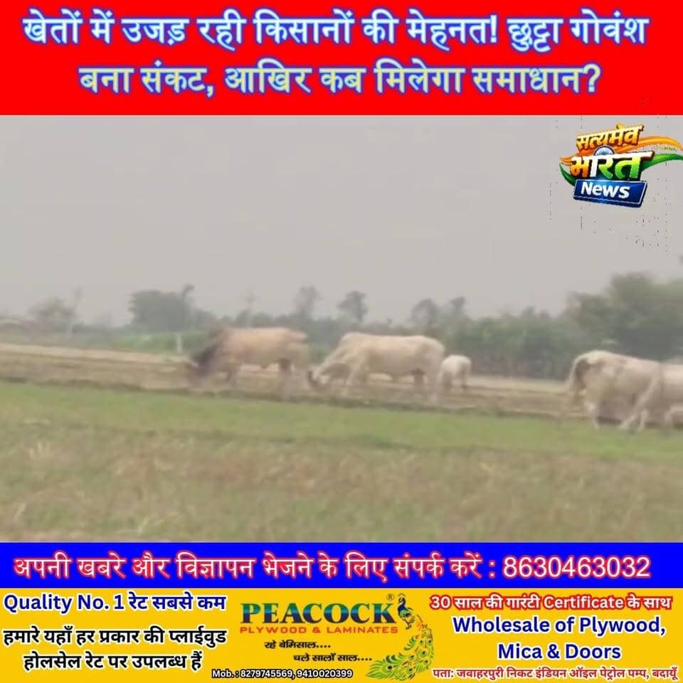 खेतों में उजड़ रही किसानों की मेहनत! छुट्टा गोवंश बना संकट, आखिर कब मिलेगा समाधान? #Badaun #KoliVillage #ChhuttaPashu #FarmerCrisis #KisanDard #ViralNews #GroundReport #CropDamage #Gaushala #BadaunNews सत्यमेव भारत न्यूज Vikendra Sharma Er Rana Pratap Singh Anirudha Mishra