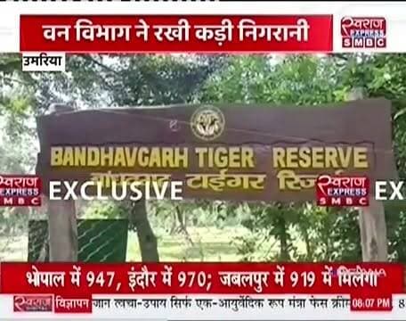 बांधवगढ़ का बजरंग देखिये खास खबर #jansmparkumaria #jansamparkmadhyapradesh #collectarumaria #BandhavgarhTigerReserve