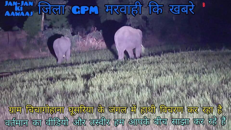 #मरवाही के ग्राम चिचगोहाना में हाथी विचरण कर रहा है,वर्तमान की तस्वीर वीडियो हम आपको दिख रहे हैं।।