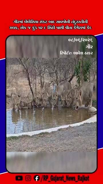 ગીર જંગલમાં 9 સિંહોનું શક્તિ પ્રદર્શન, એકસાથે પાણી પીતા દ્રશ્યો કેમેરામાં કેદ