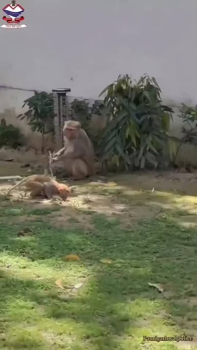 समझदारी की बात, बेज़ुबान के साथ!
प्यास बुझाने के बाद नल को बंद करने की यह ज़िम्मेदारी हर इंसान के लिए एक बड़ा सबक है। जब ये वन्यजीव जल का मोल समझ सकते हैं, तो हमें भी जागरूक बनना होगा।
पानी बचाएं, भविष्य सुरक्षित बनाएं।
#SaveWater
#UttarakhandPolice