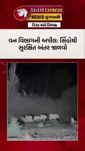 ગીરમાં અદભૂત દૃશ્ય | દેવળા ગામ નજીક 10 સિંહોનું ટોળું કેમેરામાં કેદ | Gir Lion Video
