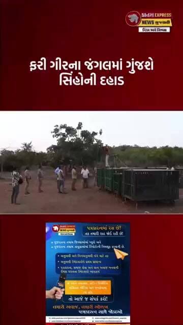 ગીરમાં 7 સિંહોની ભવ્ય વાપસી | સારવાર બાદ જંગલમાં મુક્ત કરાયા | Forest Department Video