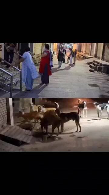 खैरथल के वार्ड 31 में पागल कुत्ते का तांडव, नगर परिषद की बड़ी लापरवाही आई सामने