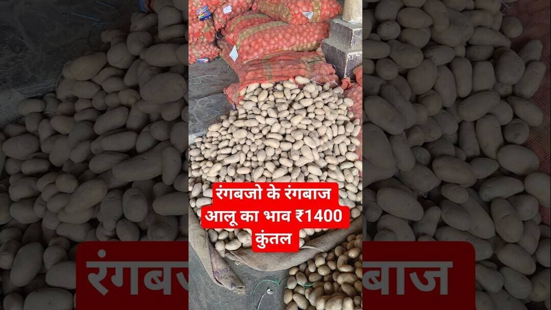 रंगबजो के रंगबाज श्रीनाथ आलू का भाव ₹1400 कुंतल चकरपुर मंडी कानपुर से #aalukabhav