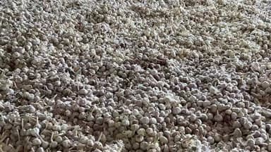 सोलन लाइव : मंगलवार की डबल मंडी में 50 से 140 रुपये बिका लहसन #devbhoominewstime #GarlicBenefits #solan #newstock