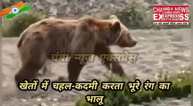 घाटी के खेतो में दिखा भूरे रंग का भालू, लोगों में दहशत का माहौल
#cmohp #forestministerHP #dcchamba #Una #mandi #himachalpradesh #solan #hamirpur #lahaul #chamba #kangra