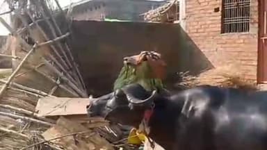 #रसूलाबाद तेज आंधी में मकान पर गिरा नीम का पेड़, दीवार ढहने से महिला घायल