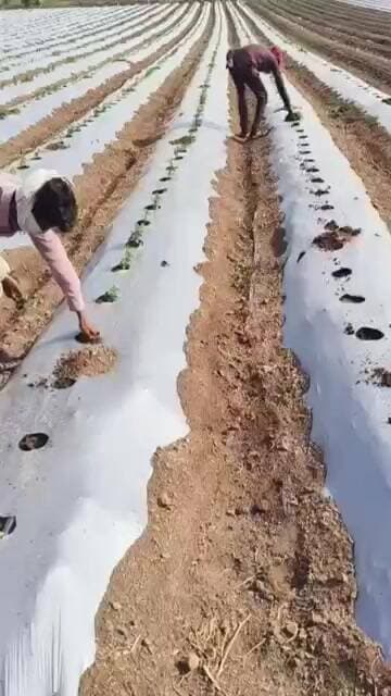 వైరస్ తో పీకి వేస్తున్న మధ్యప్రదేశ్ మిర్చి #mirchi #madhyapradesh