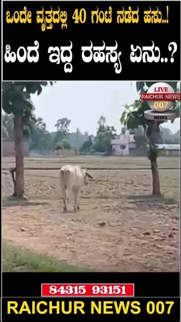 40 ತಾಸು ಒಂದೇ ಸ್ಥಳದಲ್ಲಿ ರೌಂಡ್ ಹೊಡೆದ ಹಸು