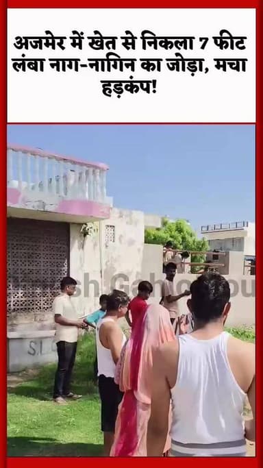 अजमेर में खेत से निकला 7 फीट लंबा नाग-नागिन का जोड़ा, मचा हड़कंप! #RajasthanNews #ajmer #सांप