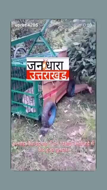 गुलदार पिंजरे मैं कैद